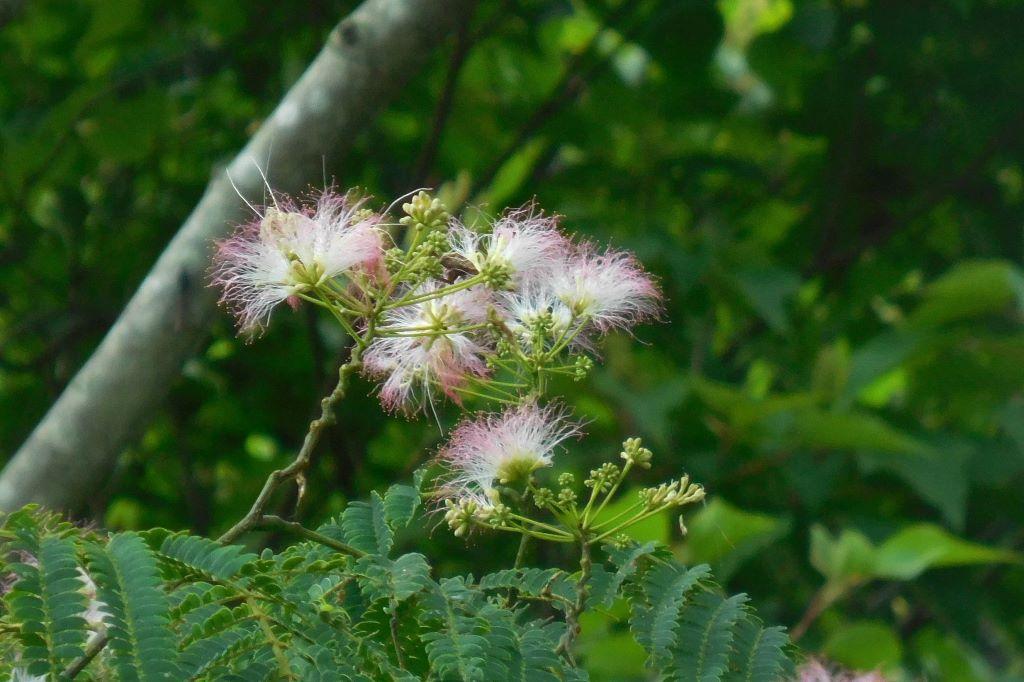 ネムノキ花（そろそろ見納めかな）