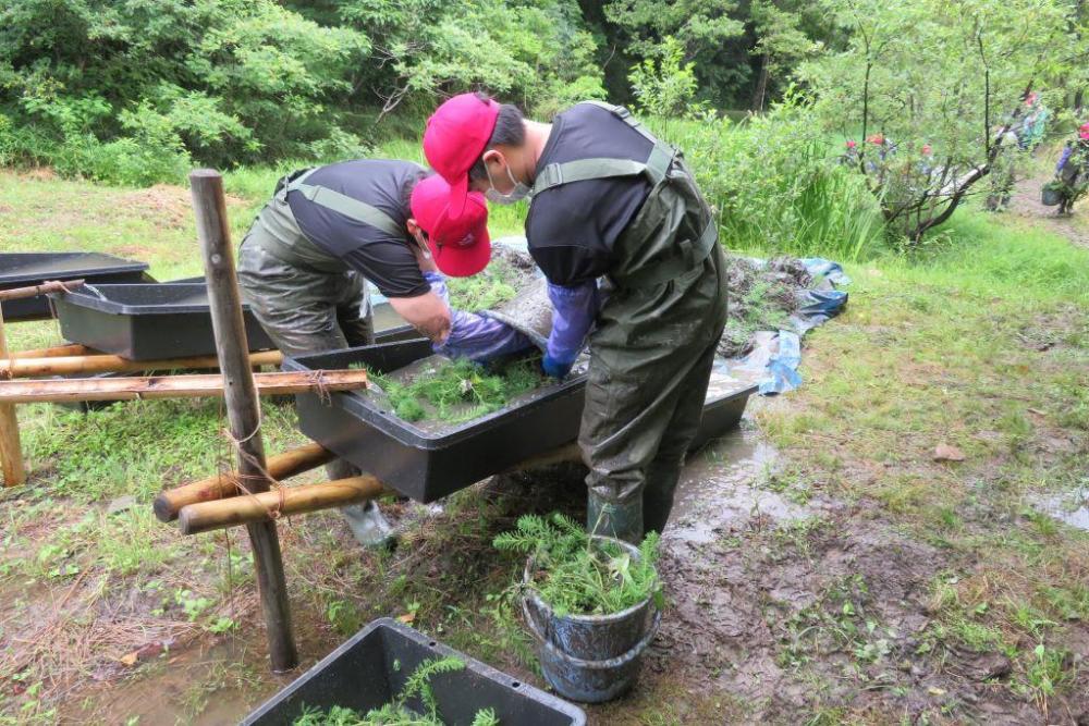 トロ舟に貯めた水で洗って泥を落とします。