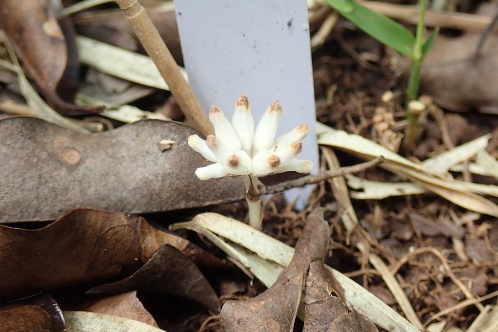 ヒナノシャクジョウです。突起の先端に2mm弱の花が咲きます。
