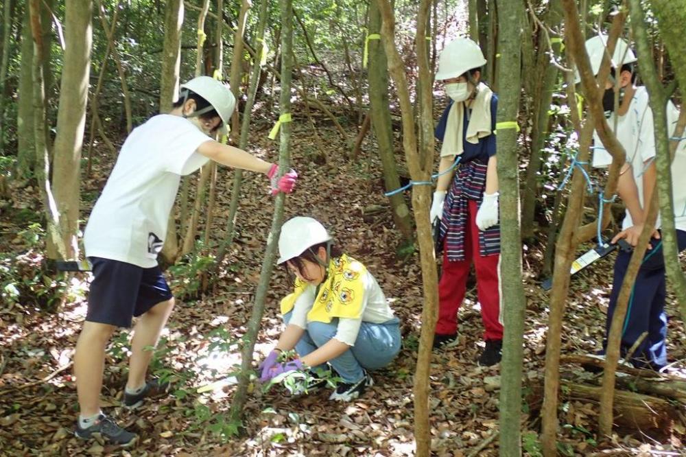 細い木でも簡単には切れません。慣れないと難しい！