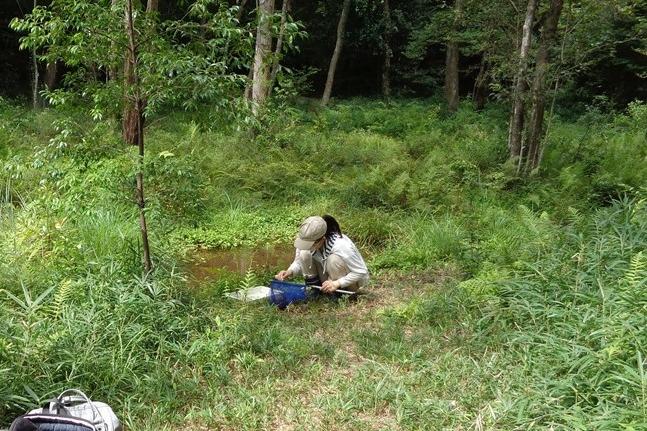 岡崎高校SSH部_水生生物調査