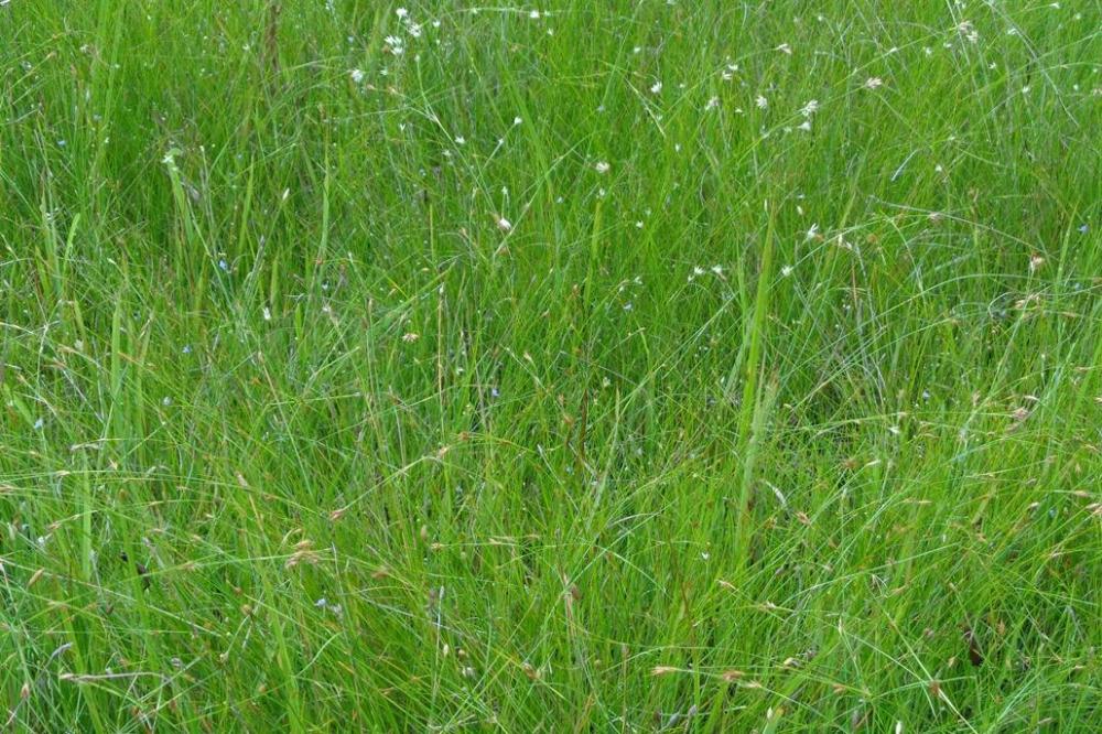 夏の湿地らしい小花がいっぱいです。