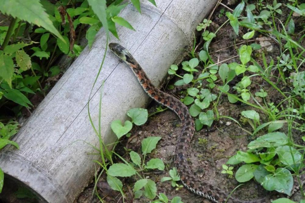 ヤマカガシがカエルを狙っています。