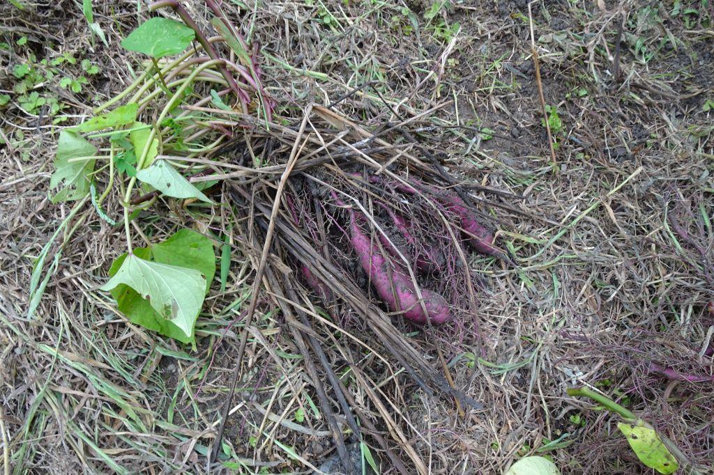 掘った芋はこんな感じ。少し小さいかな。