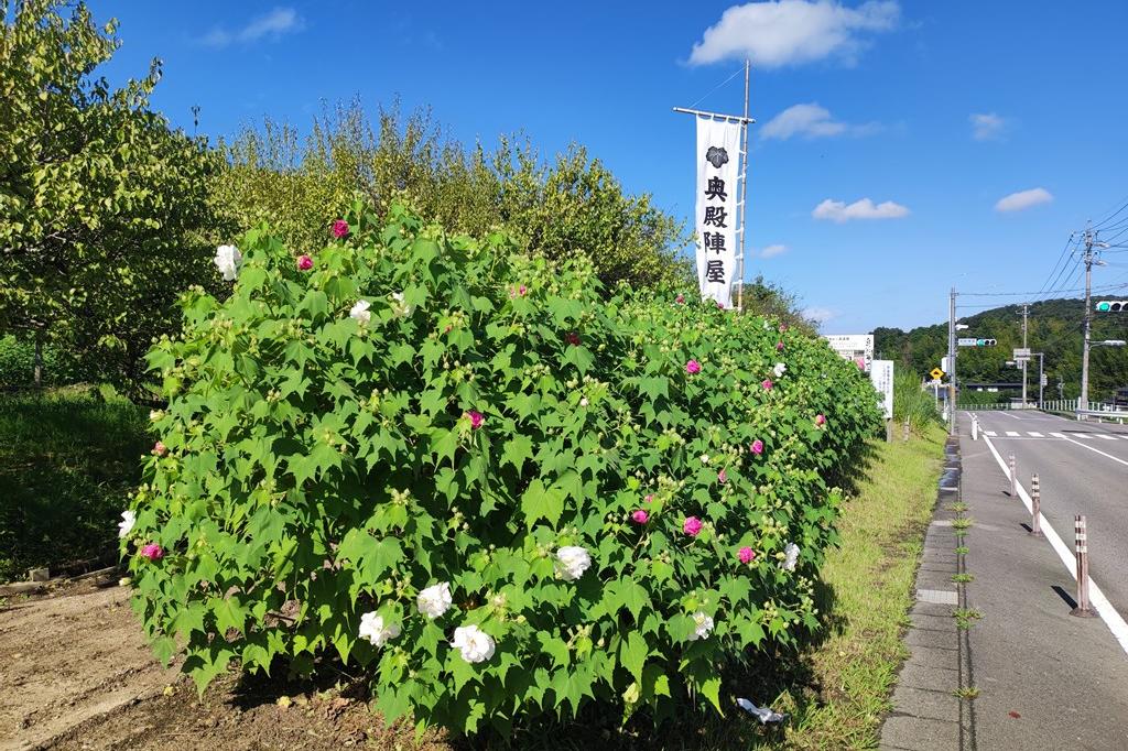 朝の様子です①