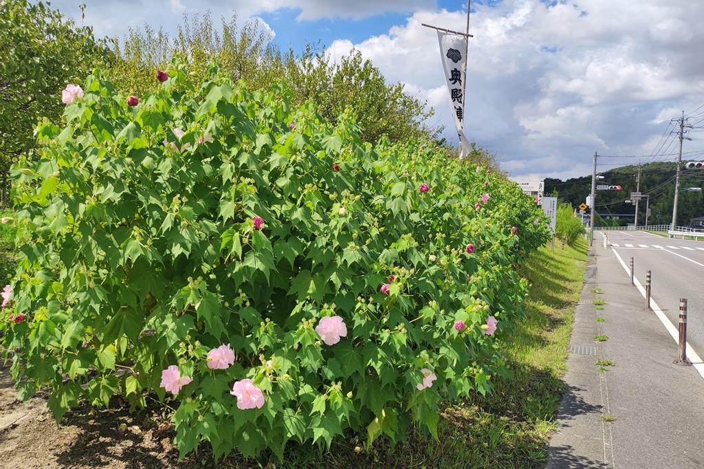 昼の様子です①