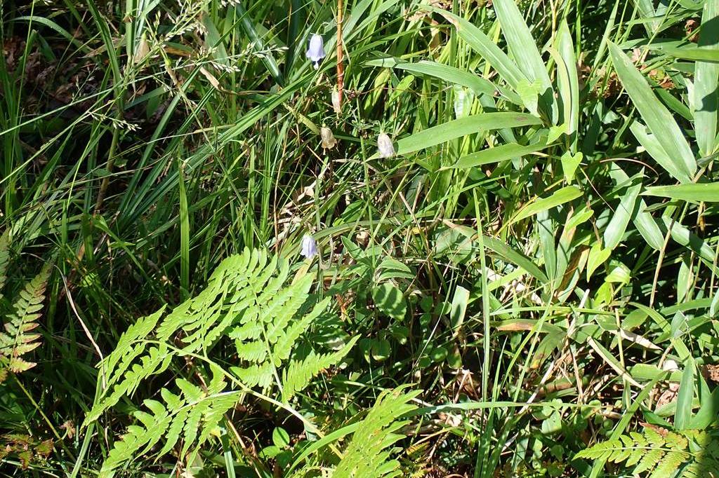 ツリガネニンジンです。ツリガネ型の花はよく見るとかわいらしい。