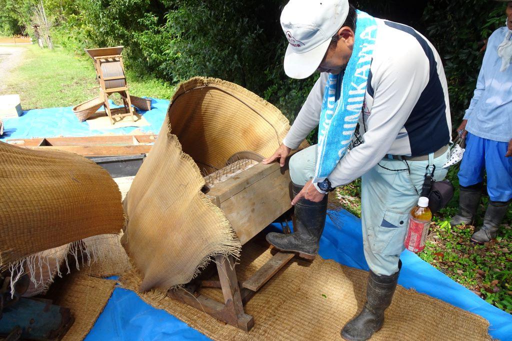 足踏み式脱穀機はこうやって足で踏みます。