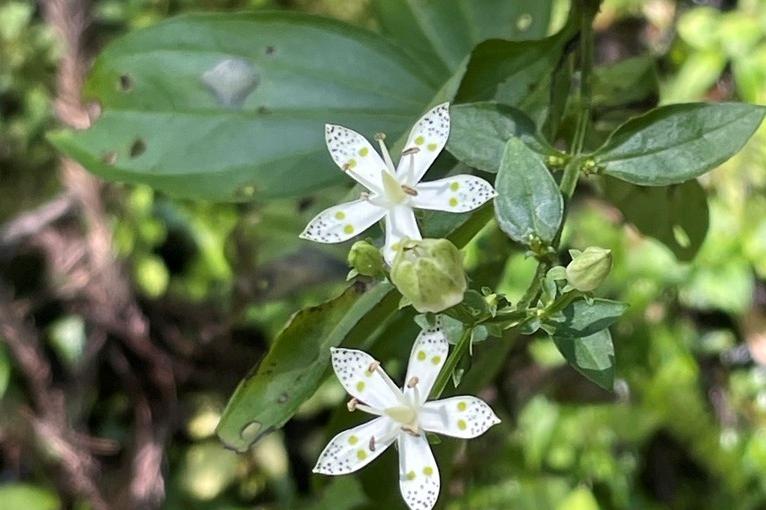 通常は5枚の花弁