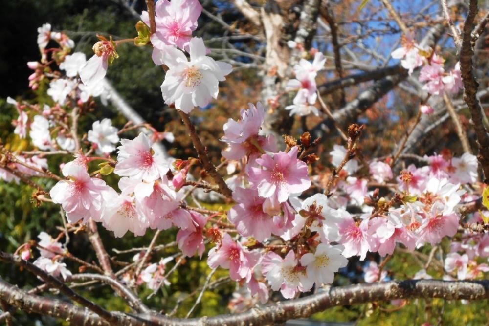 紅葉以外の彩りもお楽しみいただけます。