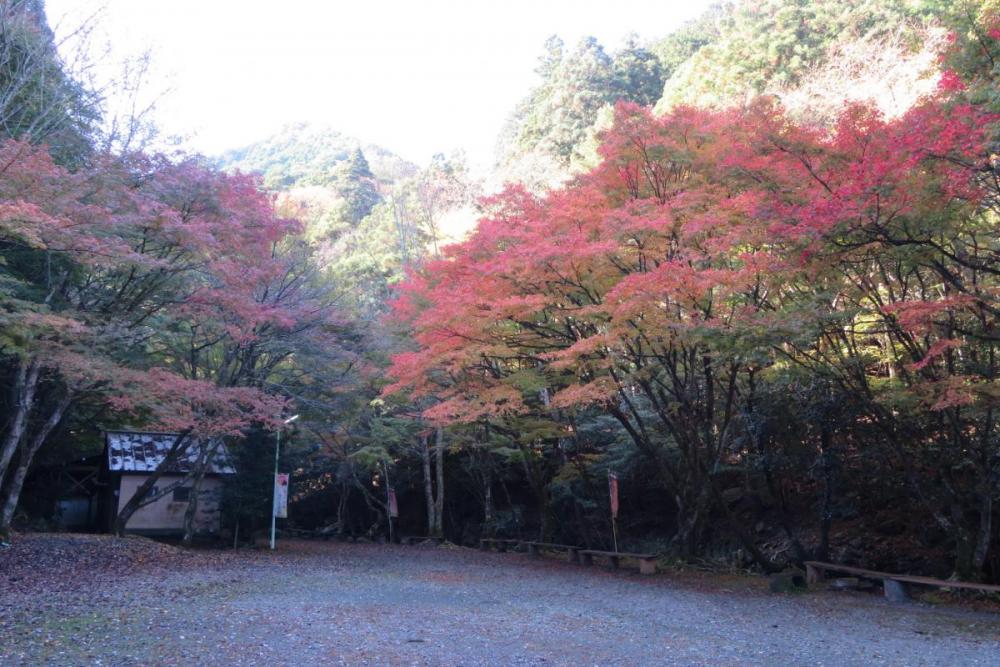 かえで並木