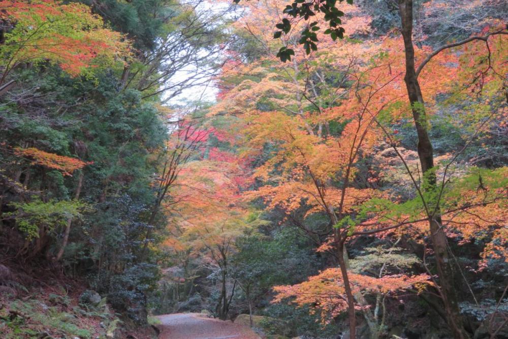 かえで並木