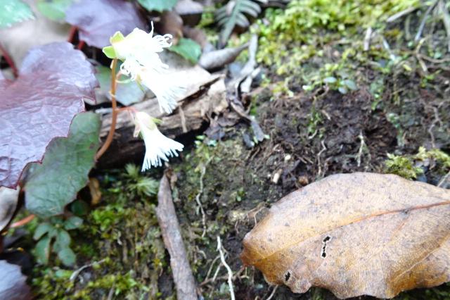 ナンカイイワカガミの花です。秋にはめずらしい。