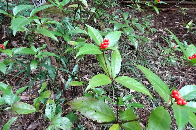 センリョウの実です。お正月飾りに使いますが、北山では採取はできません。