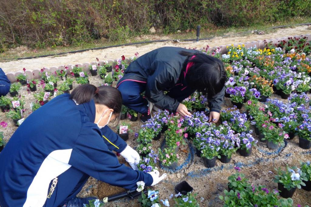 植え付けの様子