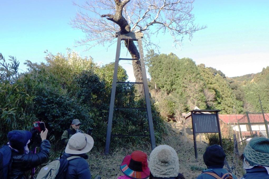 岡崎市指定の天然記念物「トヨトミ梨」