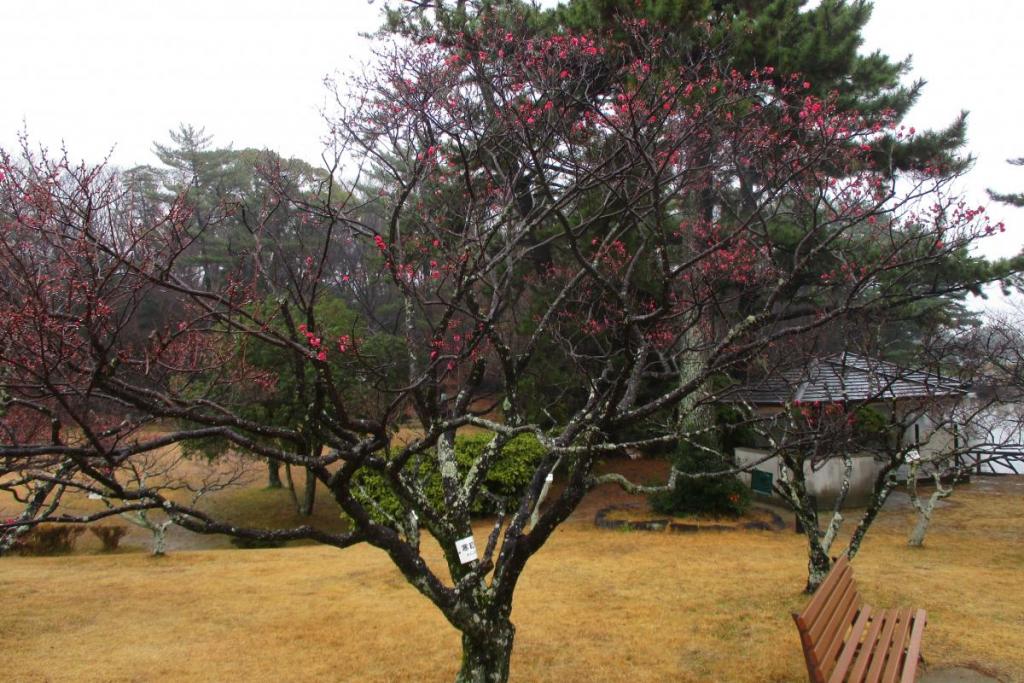 寒紅梅全景