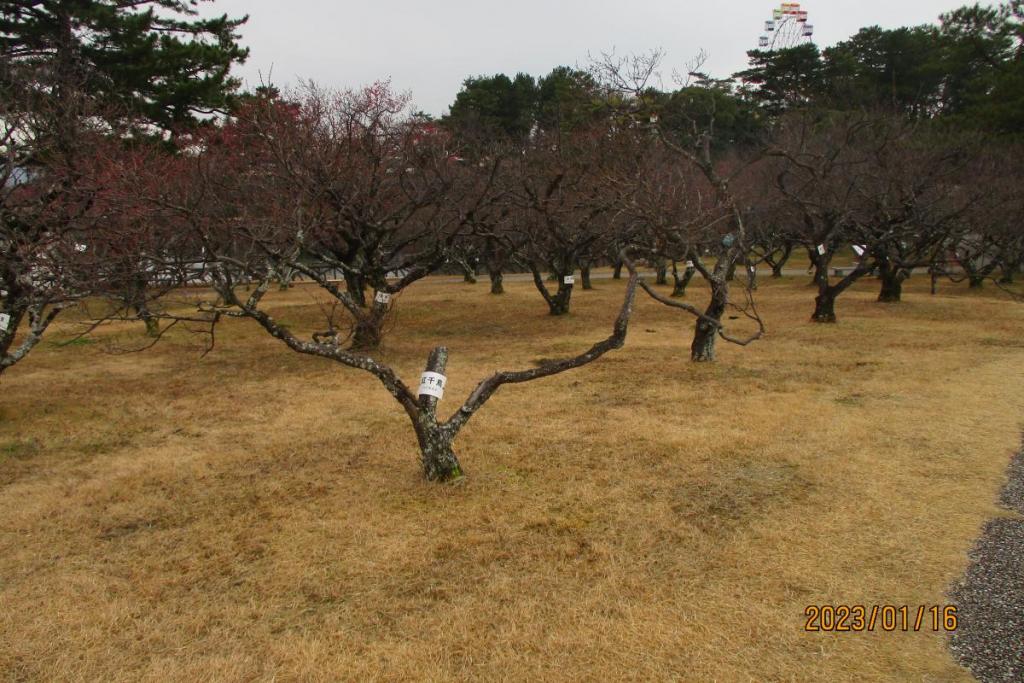 全景2