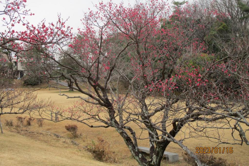 寒紅梅全景