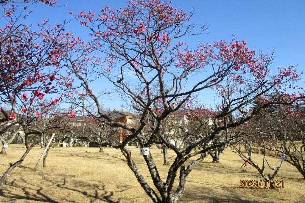 寒紅梅全景