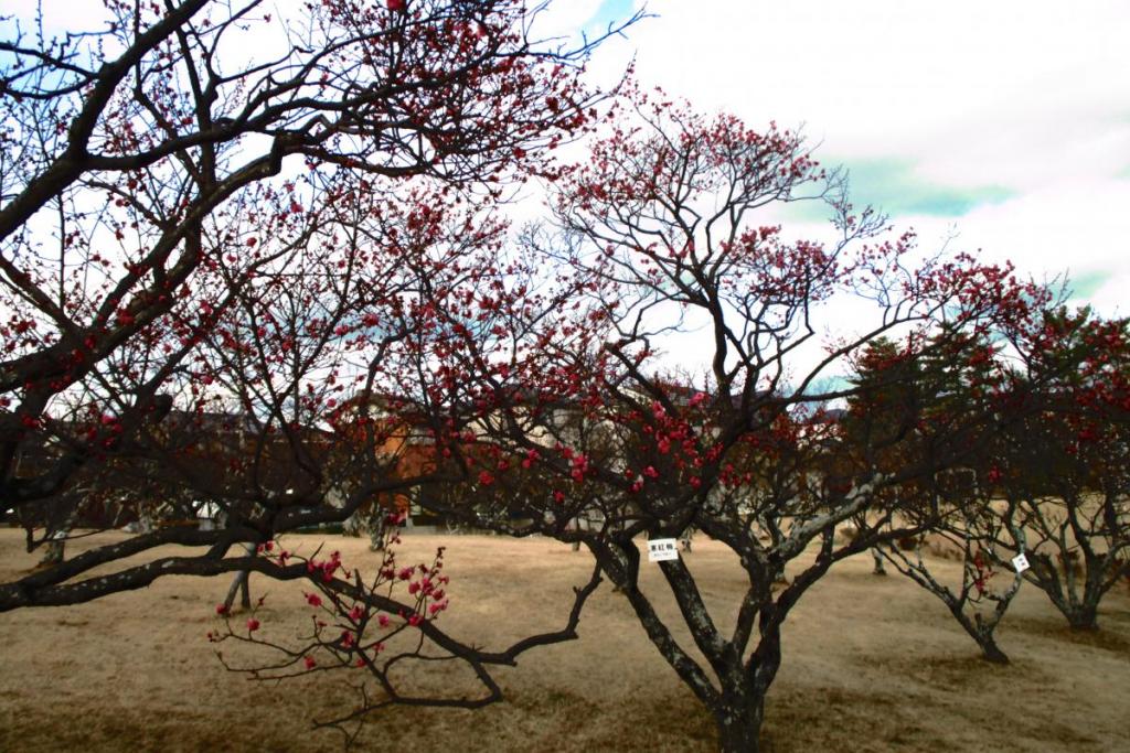 寒紅梅全景