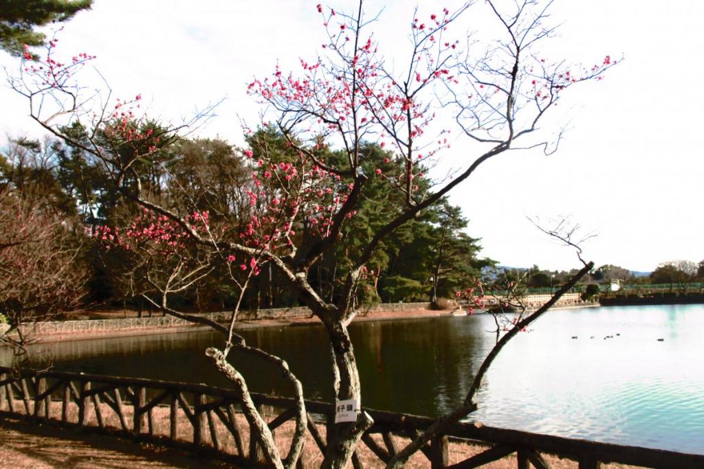 獅子頭全景