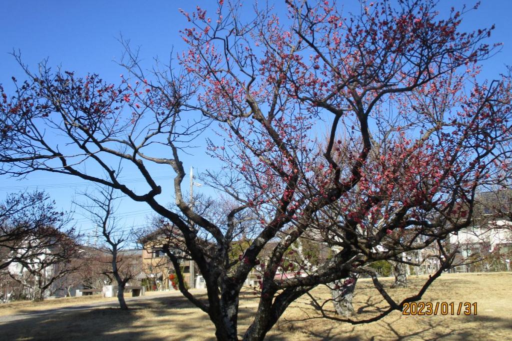 寒紅梅全景