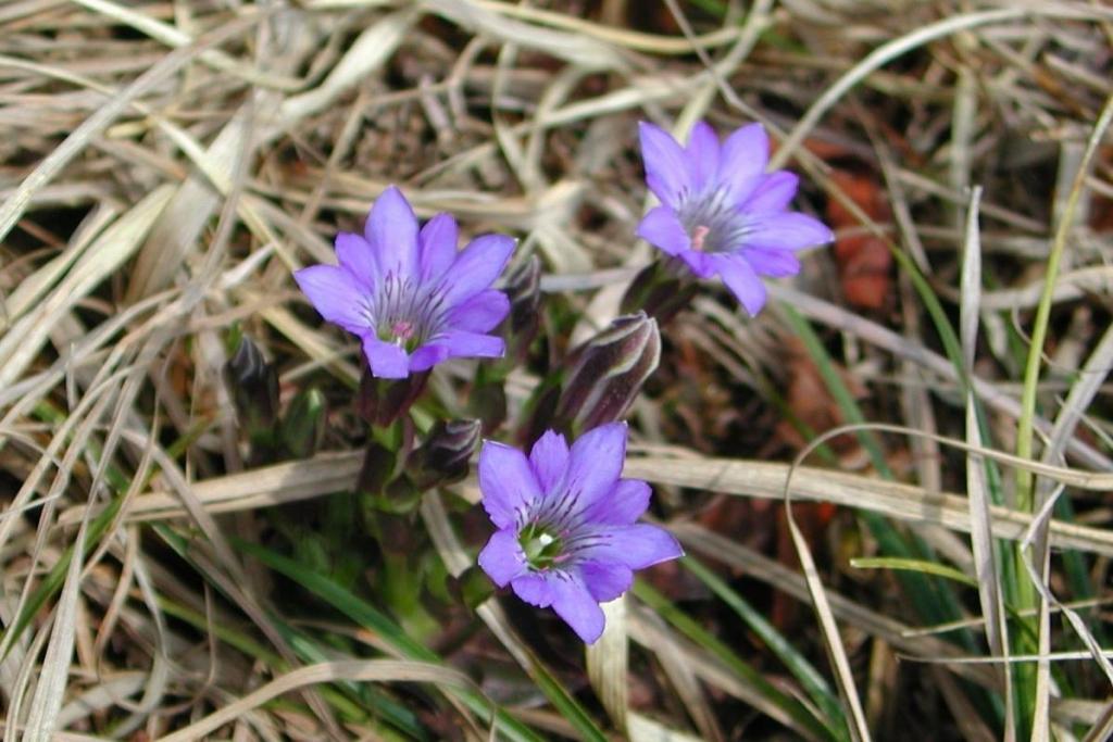 ハルリンドウの見ごろは３月下旬から４月中