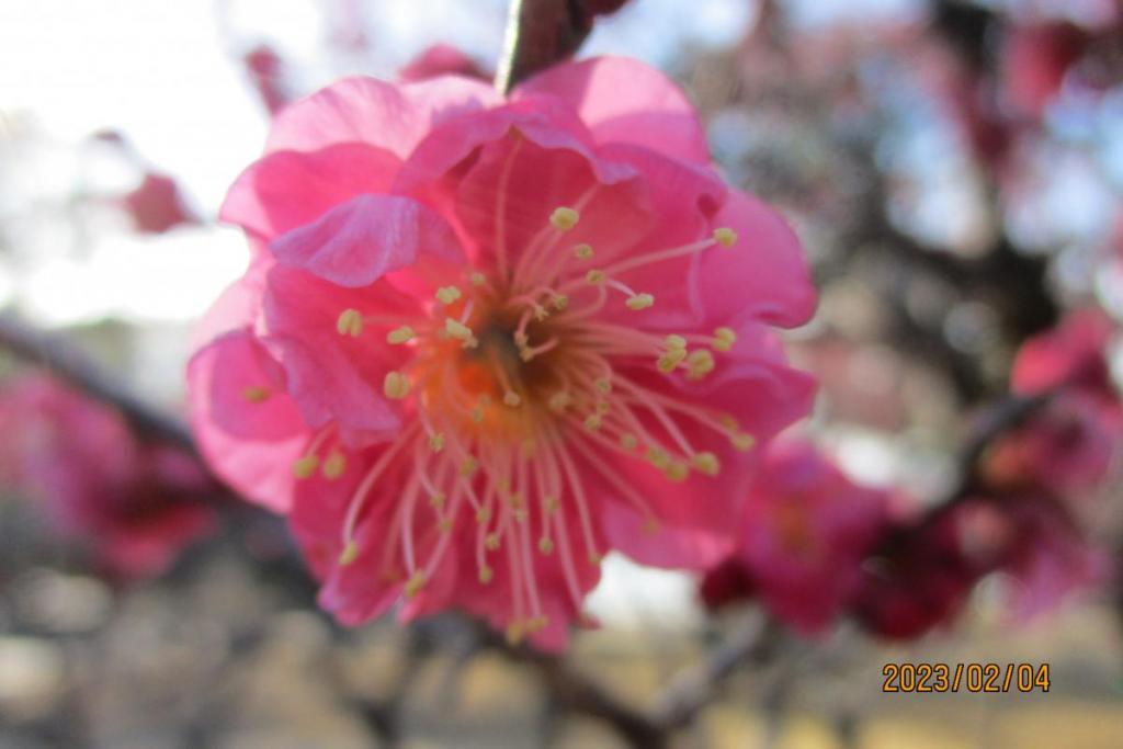 寒紅梅アップ