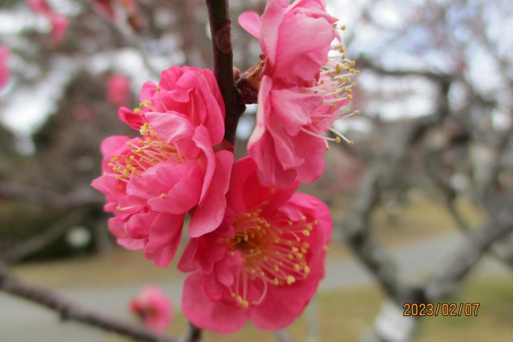 薩摩紅梅アップ