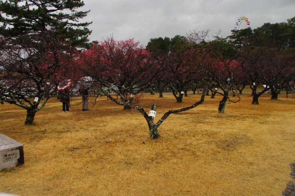 全景2