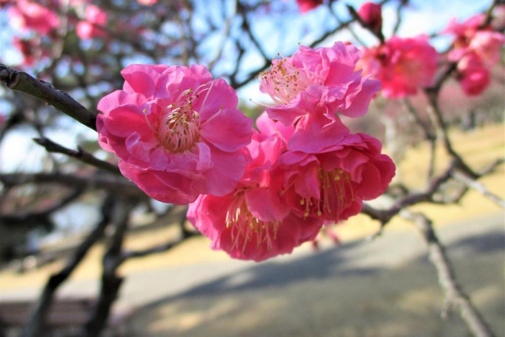 寒紅梅アップ