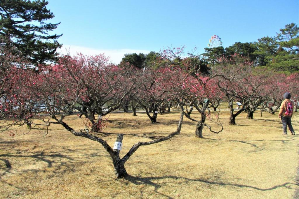 全景2