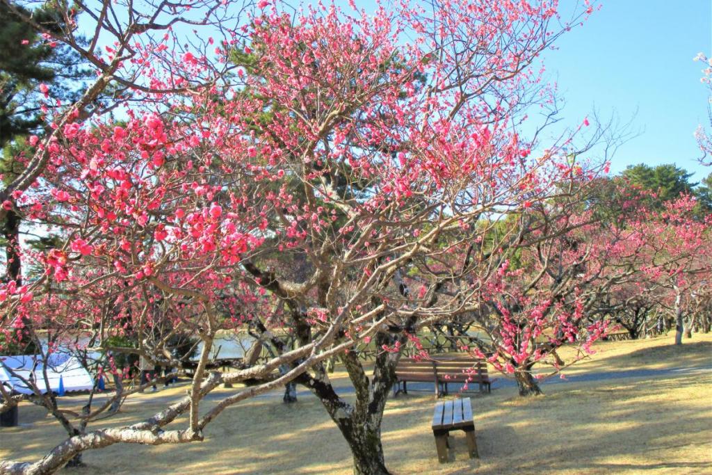 寒紅梅全景