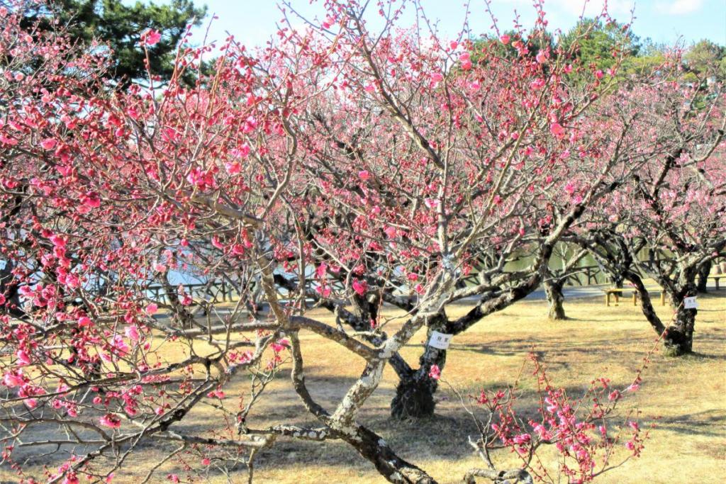 紅千鳥全景