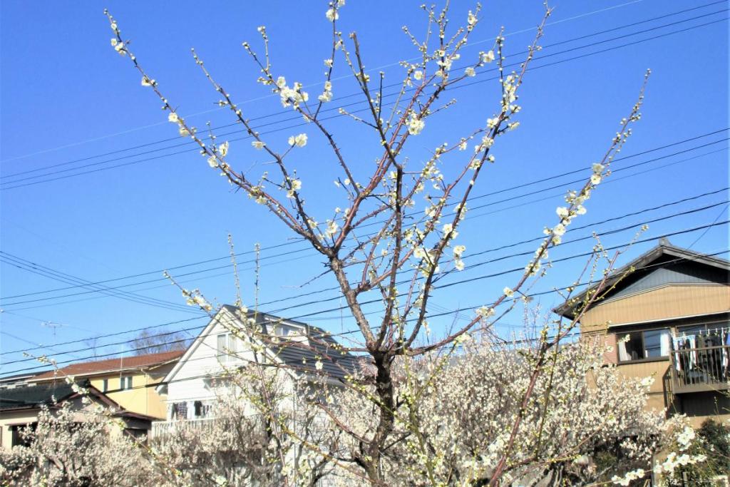 青軸全景