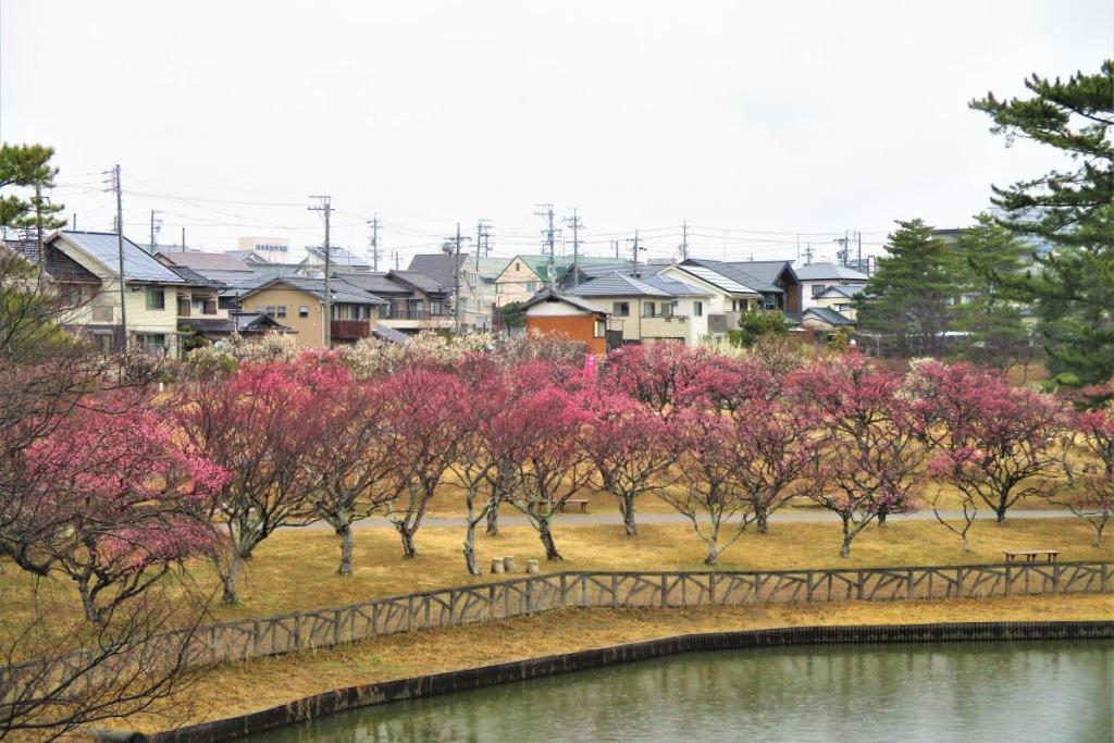 全景1
