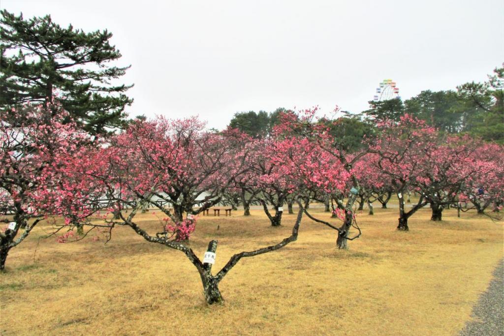 全景2