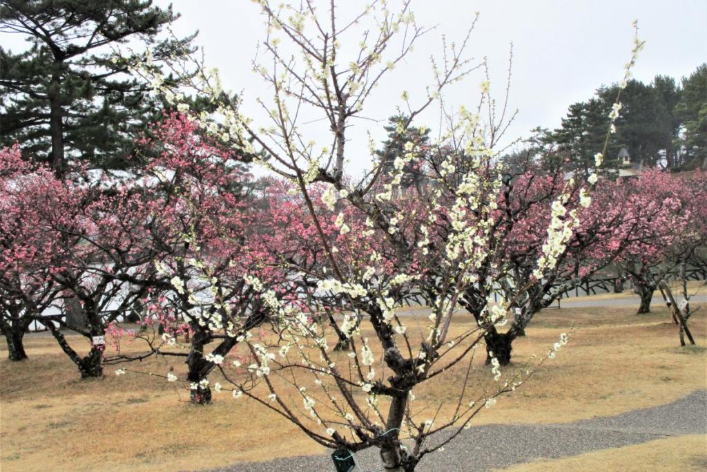 青軸全景