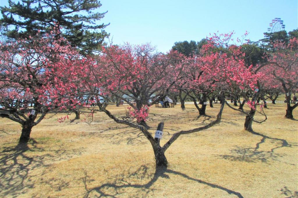 全景2