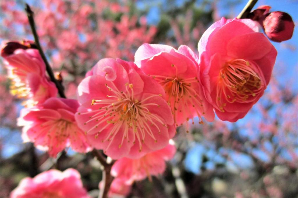 薩摩紅梅アップ