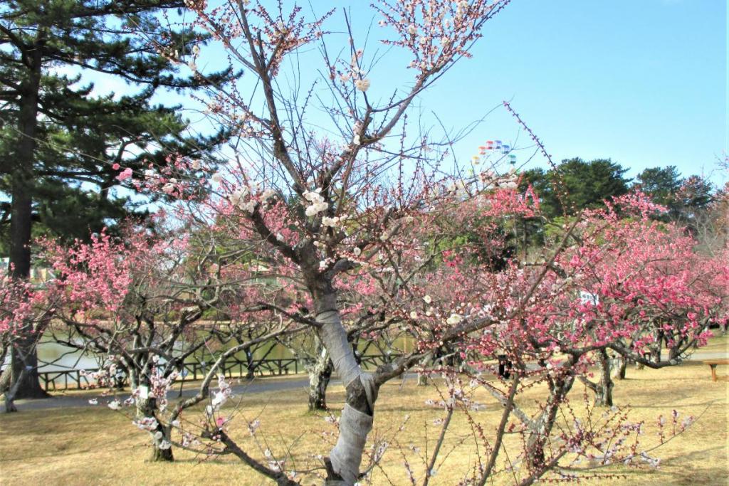 思いのまま全景
