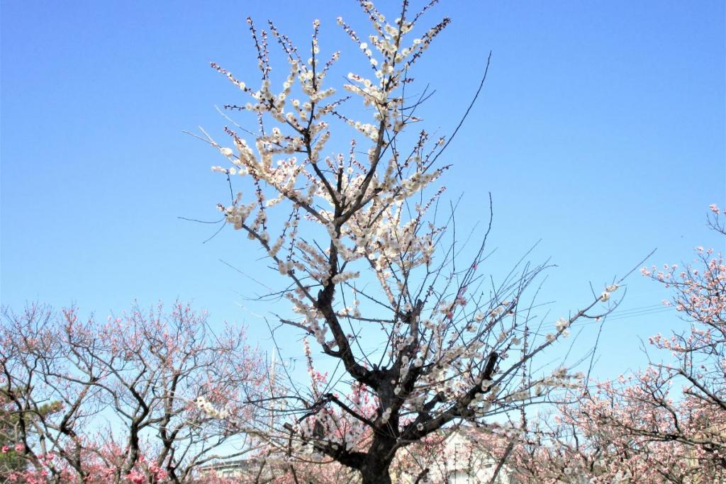 思いのまま全景