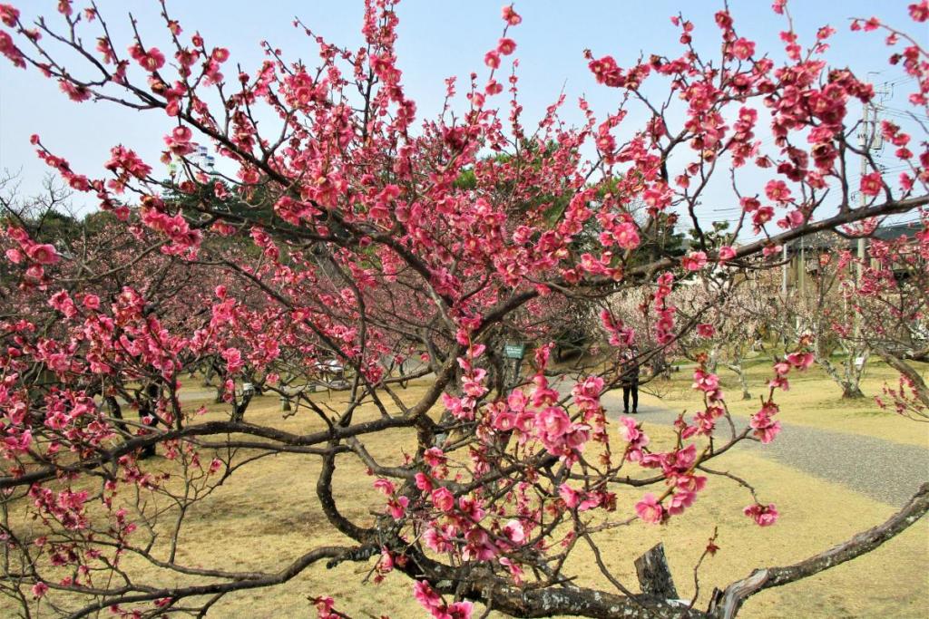 紅千鳥全景