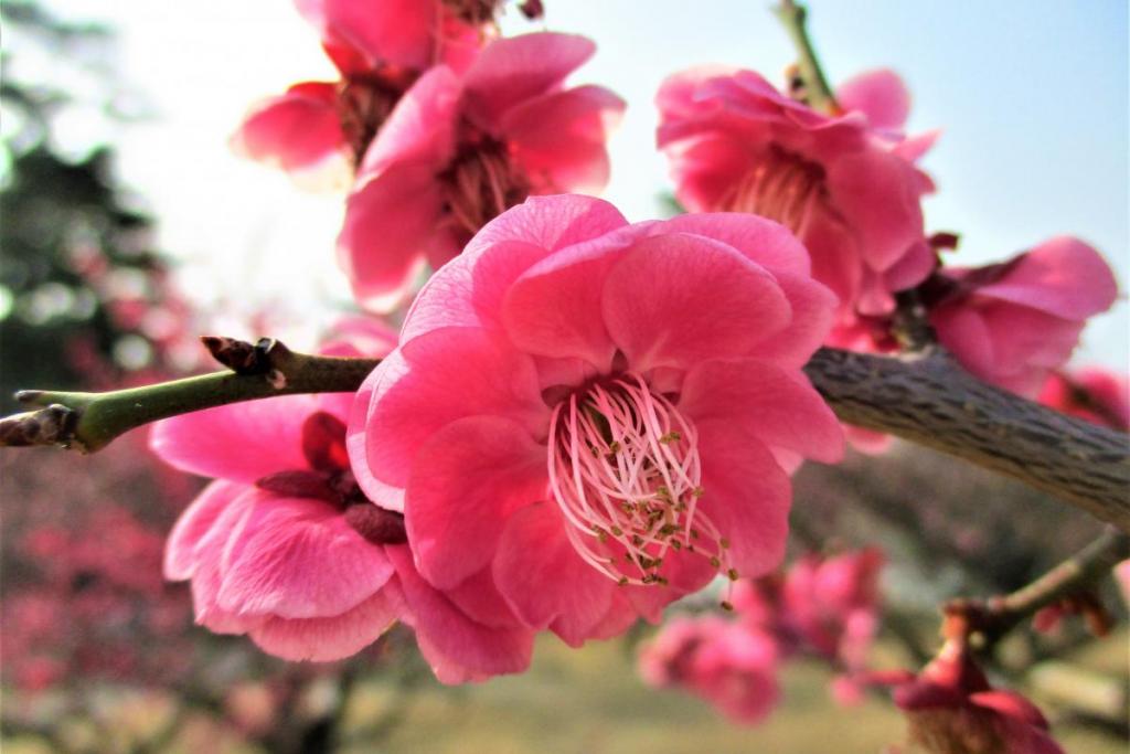 紅千鳥アップ