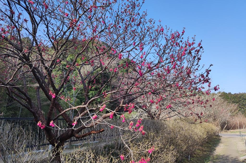 寒緋桜