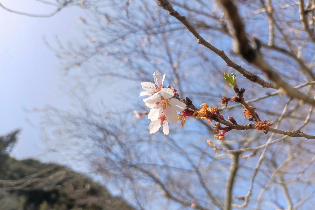 四季桜