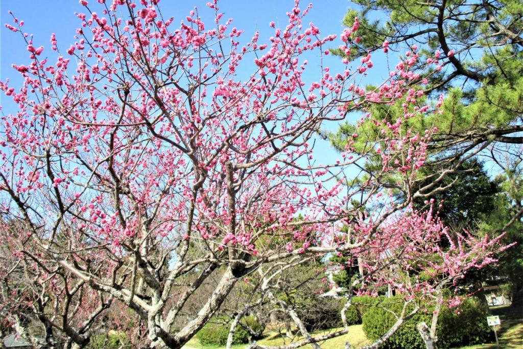 淋子梅全景
