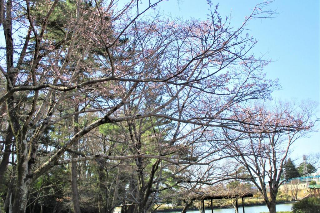 薄墨桜全景