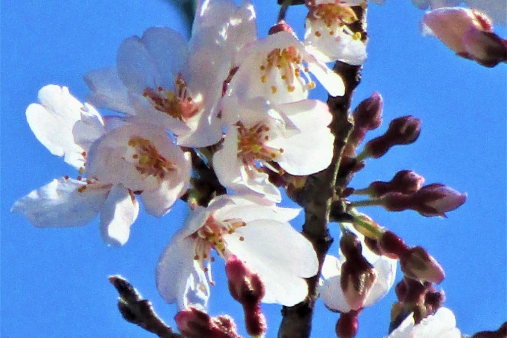 薄墨桜アップ1